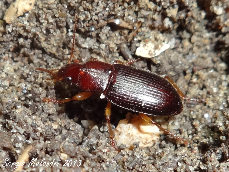Ophonus (Metophonus) rupicola